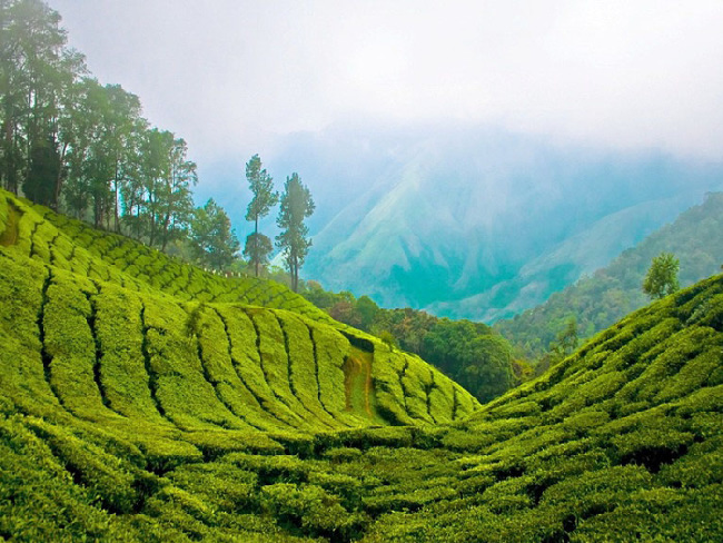  Чайная плантация в Керале. Индия