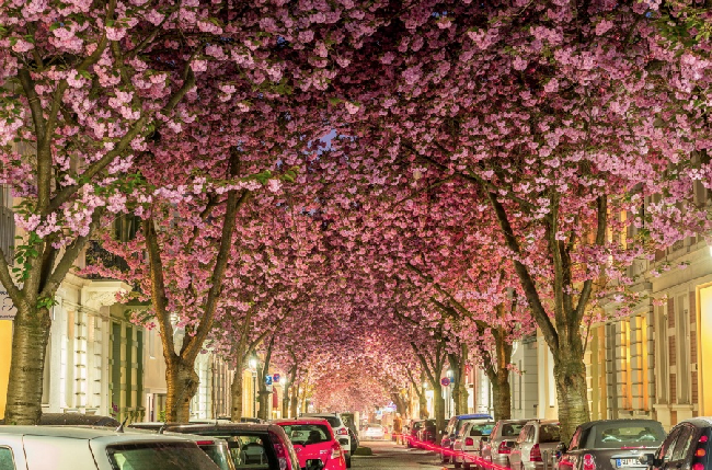  Бонн, Германия