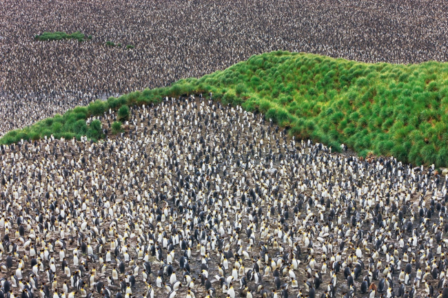  Царство королевских пингвинов в долине Солсбери-Плейн, остров Южная Георгия.