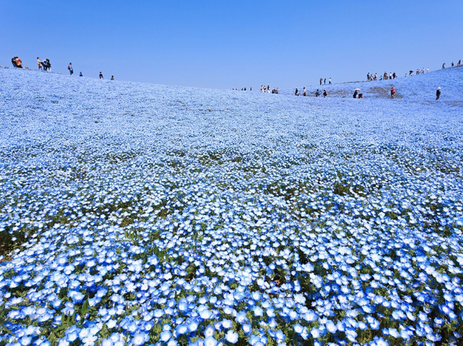  Синие цветы в Хитатинака, Япония