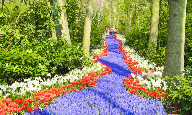 Королевский парк тюльпанов Кёкенхоф, Голландия