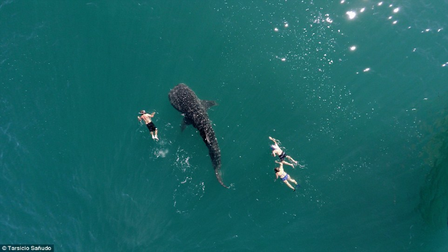  Китовая акула. Автор: @postandfly