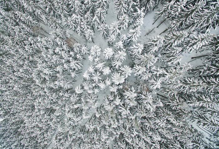  Зимний лес в районе гор Гарц, Германия.
