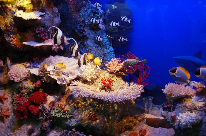 Кораллы и подводный мир