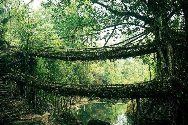 Мост из корней