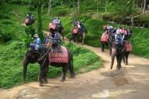 Немецкая туристка погибла, катаясь на слоне в Таиланде