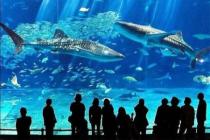 В Анталии откроют гигантский аквариум