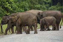 В природном заповеднике на Барнео слон убил туристку