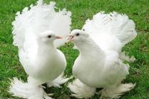Испанский город вводит штраф до 20 000 евро за кормление голубей