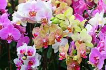 На Хайнане появится крупнейший парк орхидей