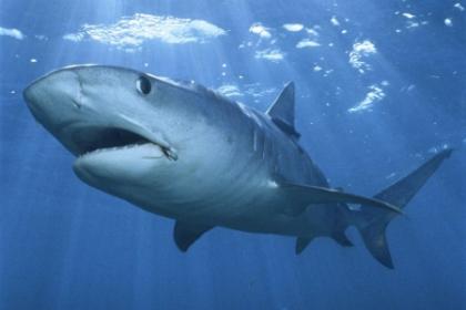 У побережья Шарм-эль-Шейха вновь замечена акула