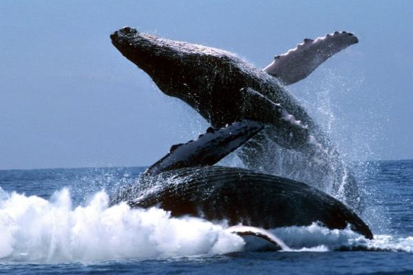 В Доминикане начнется сезон наблюдения за китами