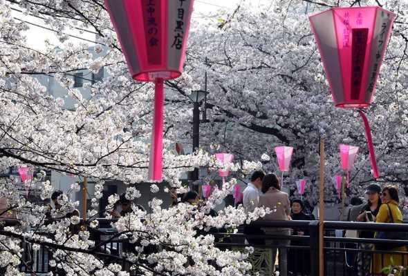 Токио утопает в цвету сакуры