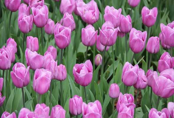 В Нидерландах расцвели 7 миллионов тюльпанов