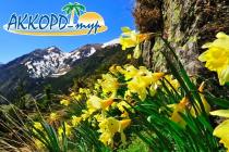 Яркий праздник цветов для ваших туристов от "Аккорд-тур"