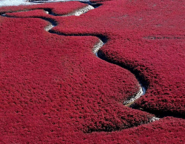 Красные берега реки Ляохэ, Китай