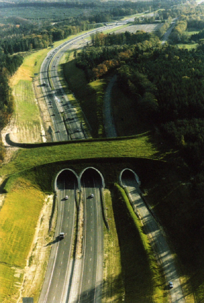 Мост для животных, Нидерланды