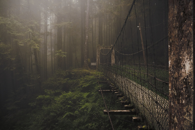 Мост посреди леса в горах Алишань, Тайвань