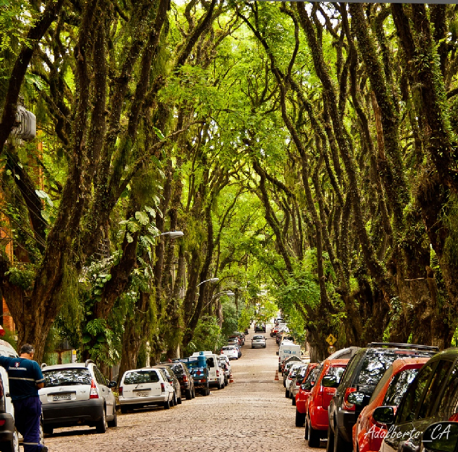 Зеленая улица в городе Порту-Алегри