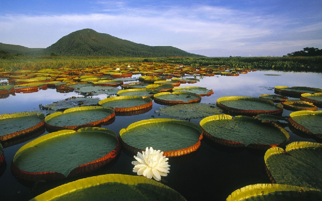  Лилии в водно-болотной лагуне, она же национальный парк, Пантанал