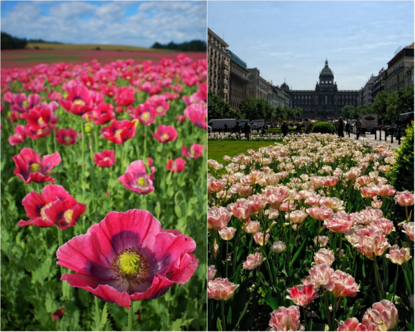  Цветы Чехии — розовые маки и тюльпаны.