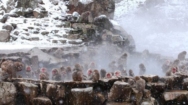  Джигокудани — парк снежных обезьян, Япония
