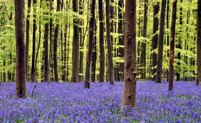  Синий лес Халлербос, Бельгия