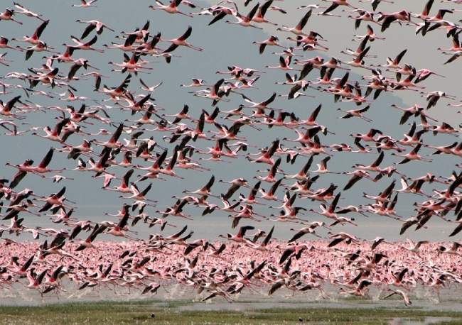  Миллионы розовых фламинго на озере Накуру, Кения