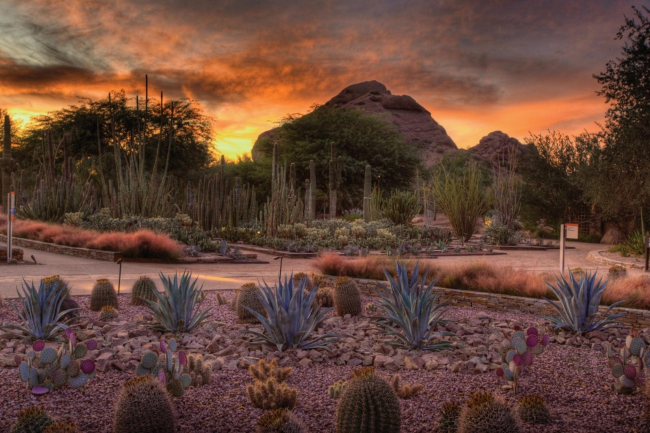 Ботанический сад в пустыне, штат Аризона, США