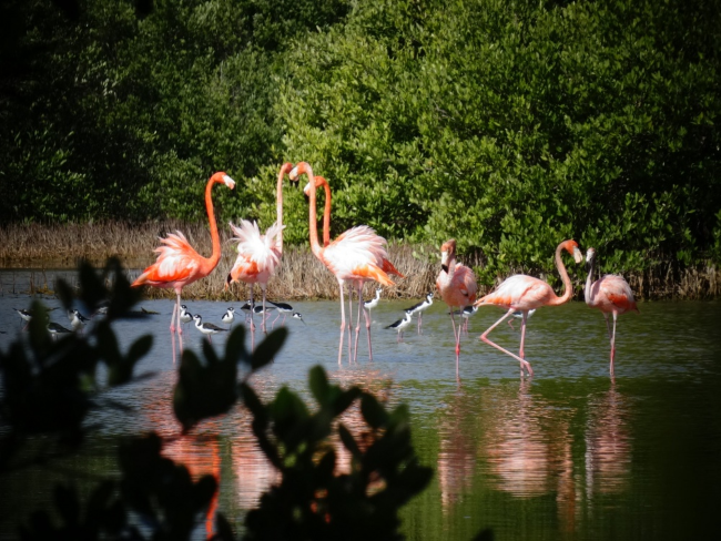 Национальный парк Сьенага-де-Сапата — самое подходящее место для наблюдения за птицами и живой природой.