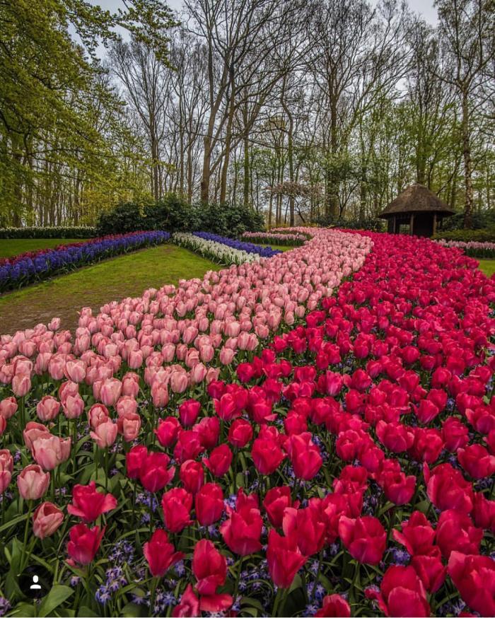 Кекенхоф сад тюльпанов - Амстердам