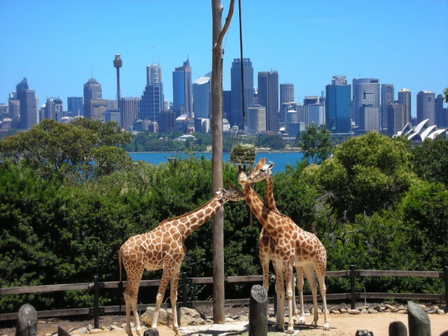 Зоопарки Австралии 