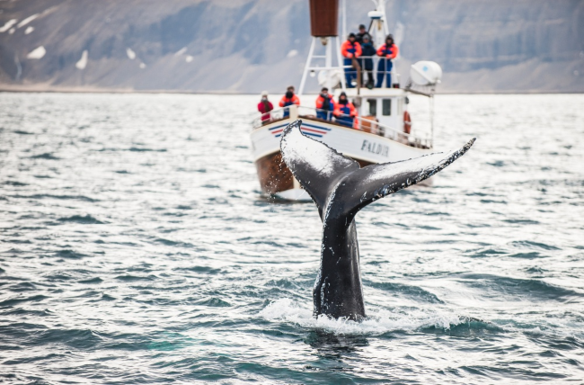 В Исландии можно понаблюдать за китами с лодок и катеров. Эмоции будут бить через край!  