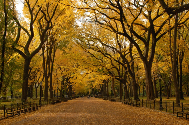 Ковер из листьев покрыл Центральный парк, Нью-Йорк, США