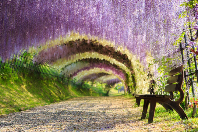 Тоннель глициний, Япония