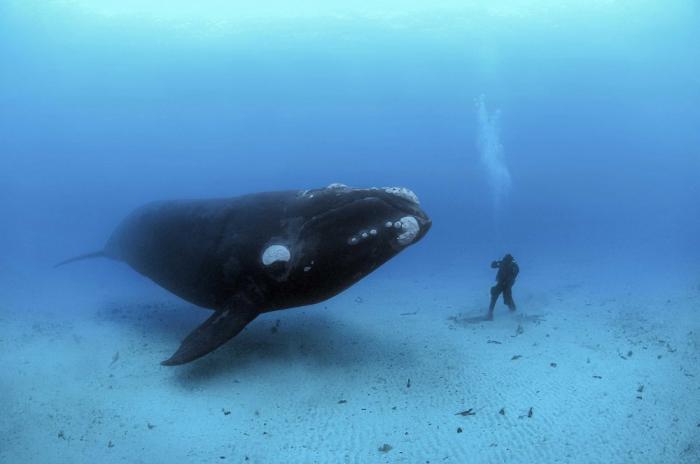 Первая встреча 70-тонного кита и 70-килограммового человека