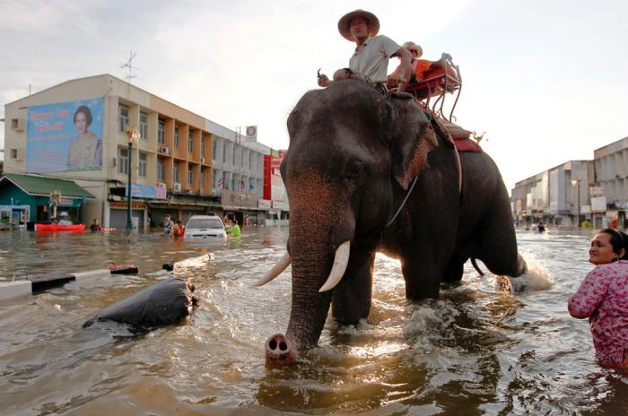 Слон идет по затопленным улицам