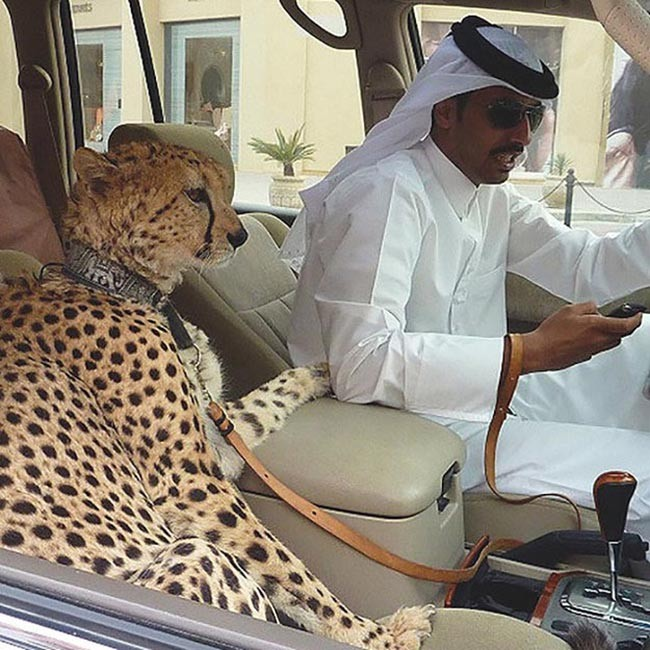 Обычное домашнее животное жителя Дубай