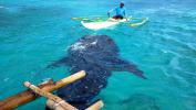 Остров Себу. Китовые акулы в Ослобе