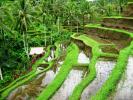Остров Бали. Рисовые террасы в Тагеллаланге