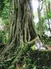 Остров Бали. Обезьяний лес