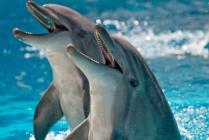 В Евпатории летом откроется самый большой в Украине дельфинарий