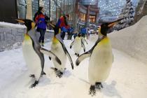 На горнолыжном курорте в ОАЭ можно увидеть живых пингвинов