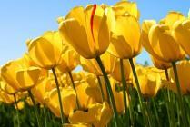 Парад тюльпанов в Крыму привлекает все больше туристов
