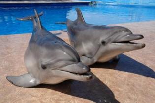 В Евпатории открылся самый большой дельфинарий в Украине