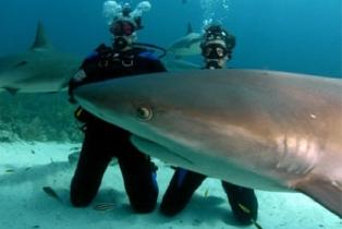 Российского туриста оставили на съедение египетским акулам