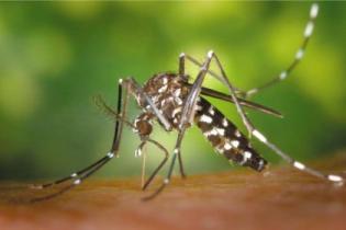 Переносчик вируса, вызывающего лихорадку денге, добрался до Парижа