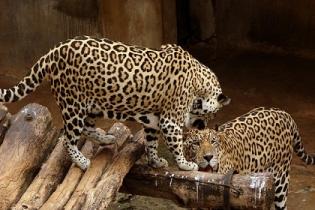 На Шри-Ланке откроется новый зоопарк для туристов