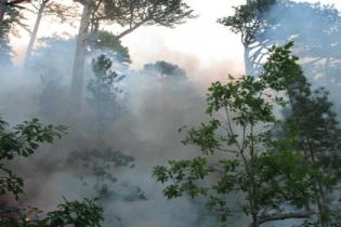 В Ливадийском лесничестве под Ялтой бушует пожар