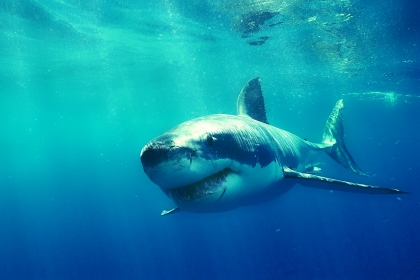 Турист из Великобритании в одиночку одолел двухметровую акулу и спас от гибели детей